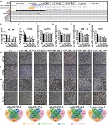 siRNAs Targeting Mouse-Specific lncRNA AA388235 Induce Human Tumor Cell Pyroptosis/Apoptosis